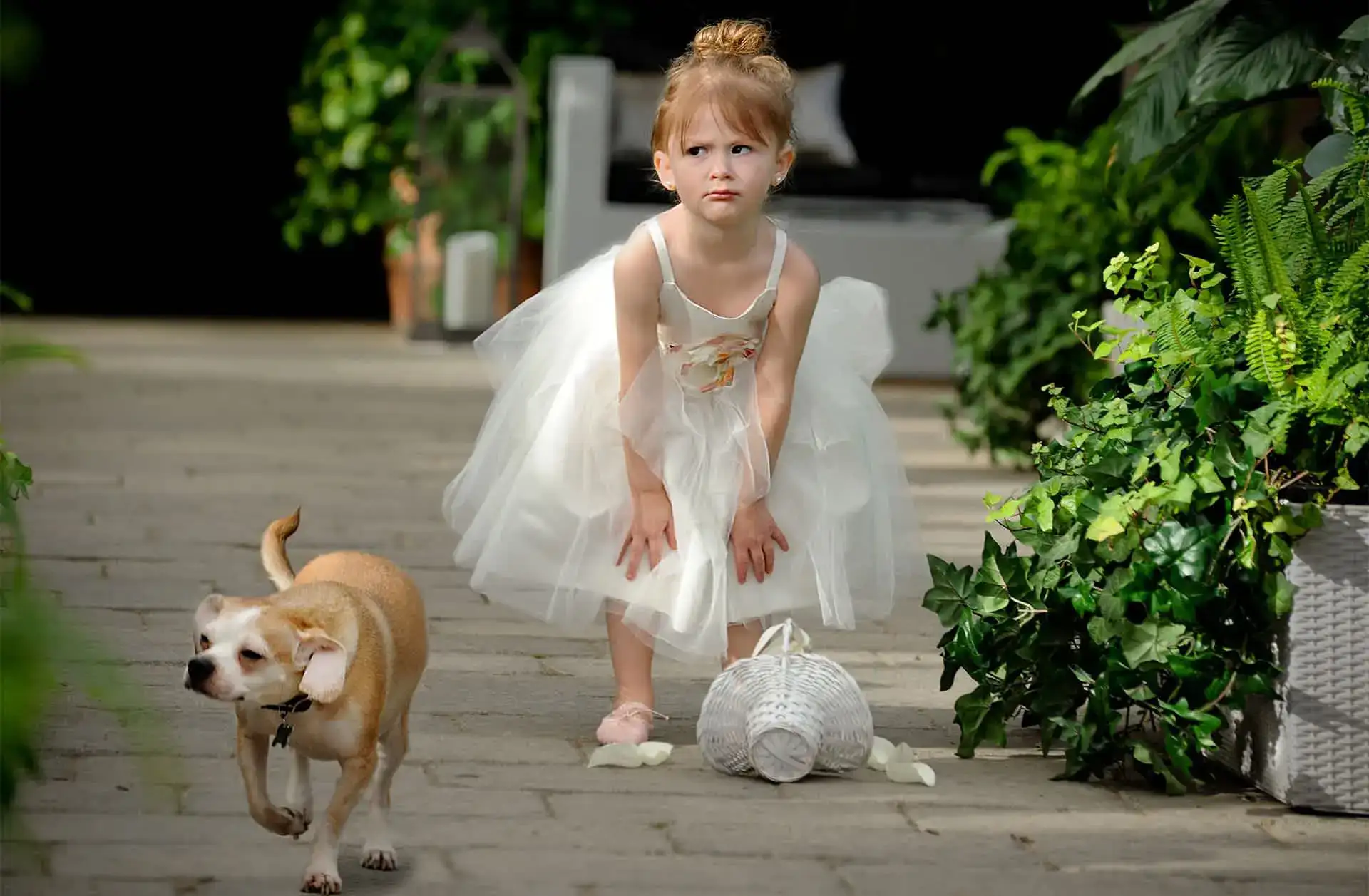 Photojournalist captures photo of the flower girl getting upset when her flowers spilled after a dog distracted her walking down the aisle for a wedding at Planterra Conservatory in West Bloomfield, Michigan.